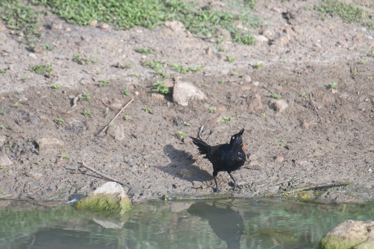 Great-tailed Grackle - ML622228797