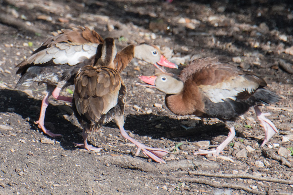 Black-bellied Whistling-Duck - ML622228819