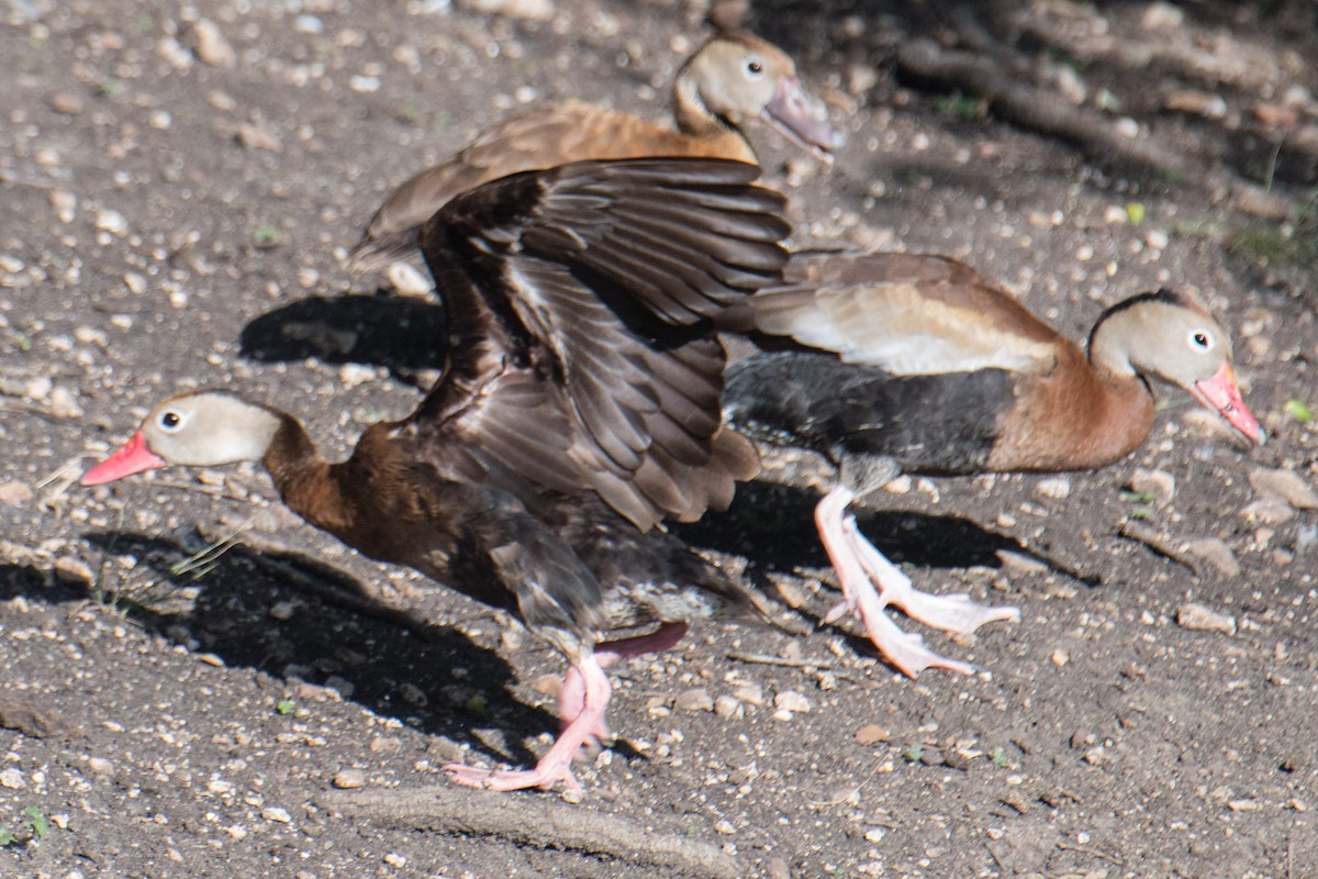 Black-bellied Whistling-Duck - ML622228820