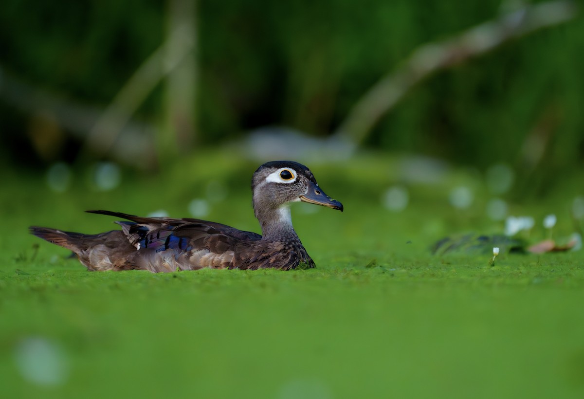 Wood Duck - ML622228930