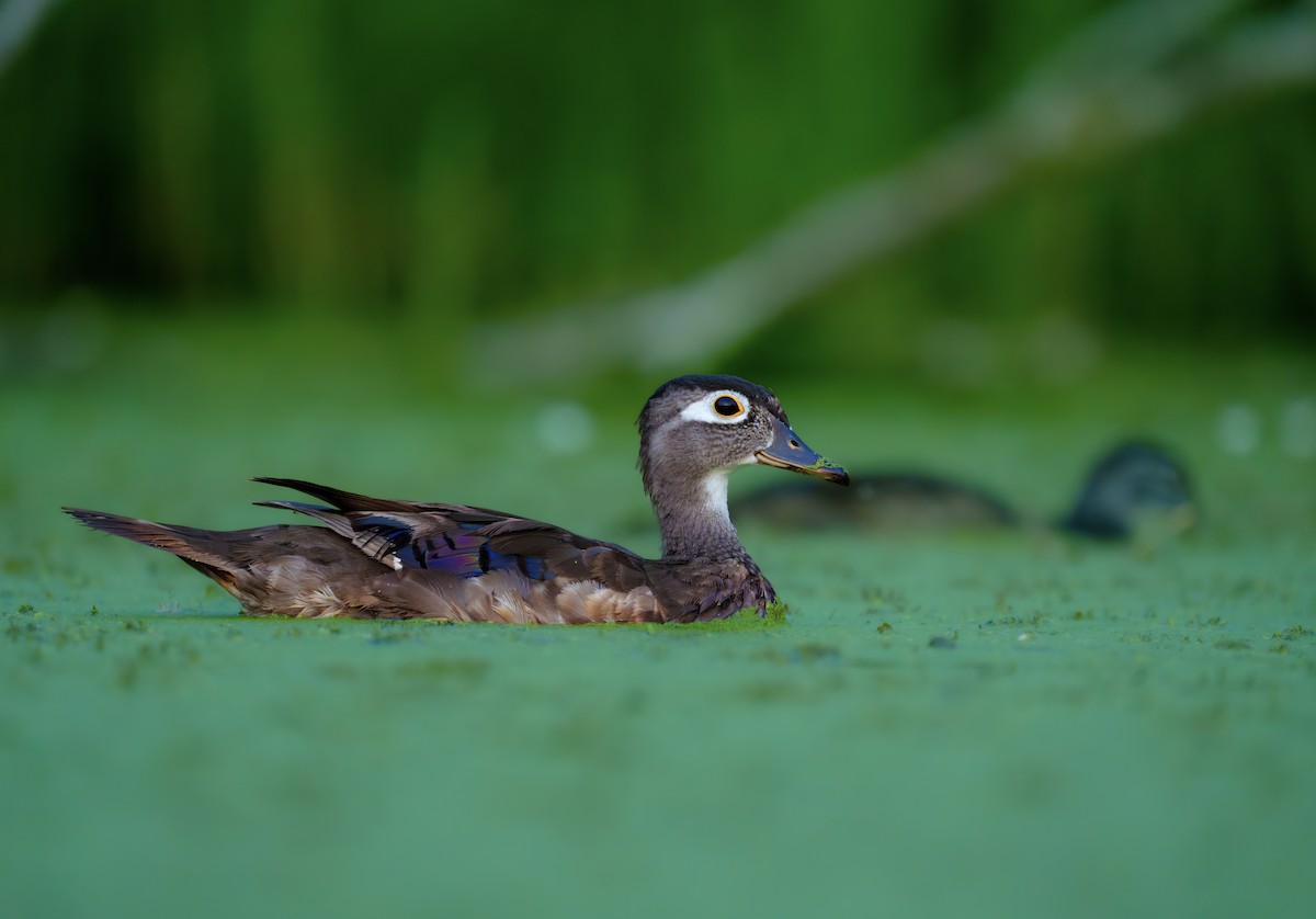 Wood Duck - ML622228931