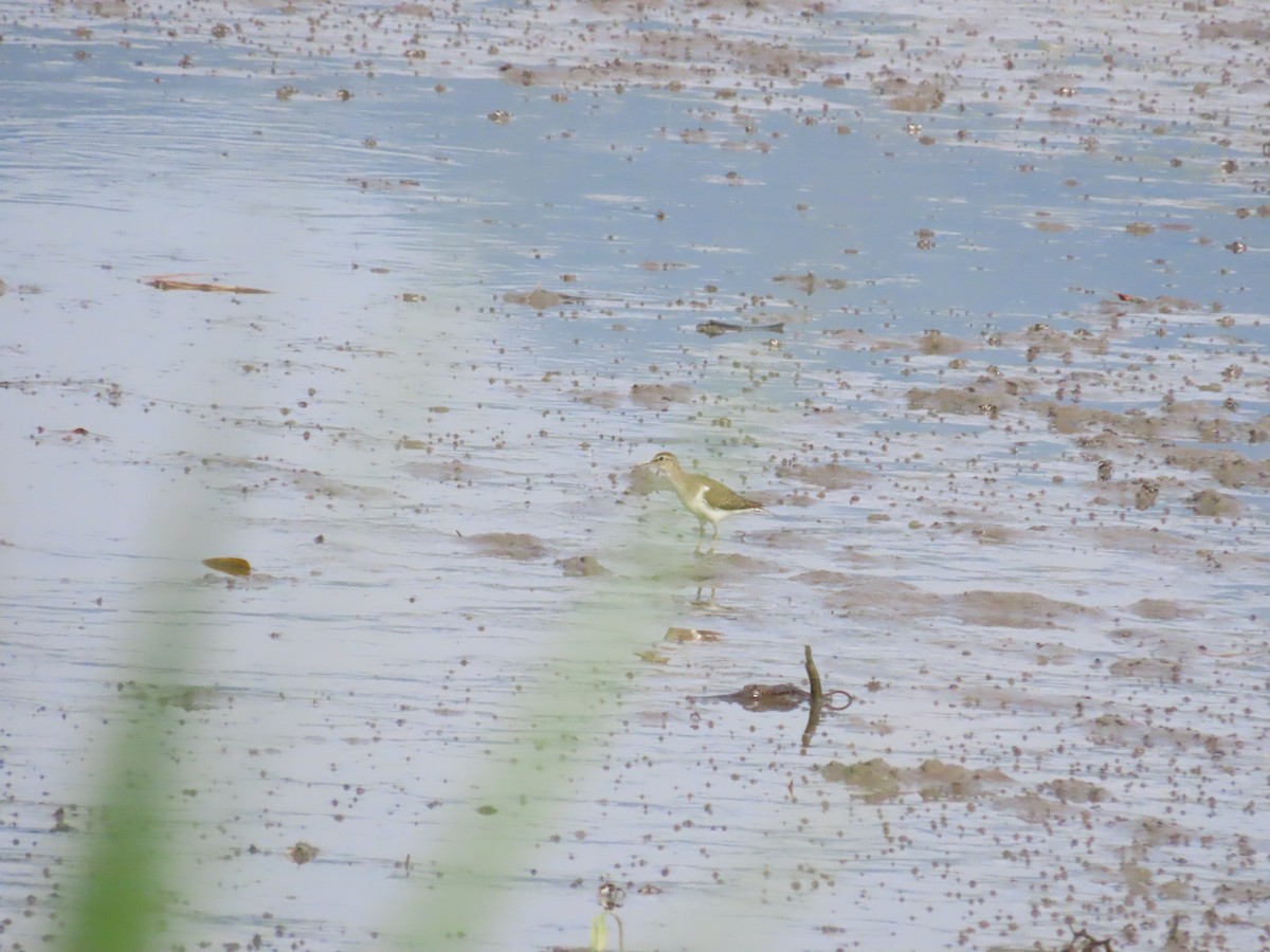 Common Sandpiper - ML622228940