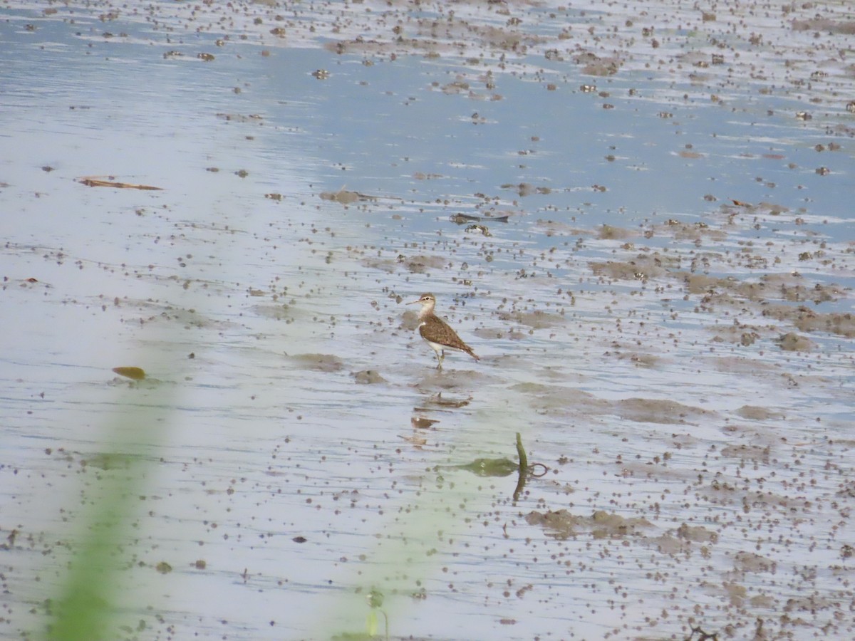 Common Sandpiper - ML622228941