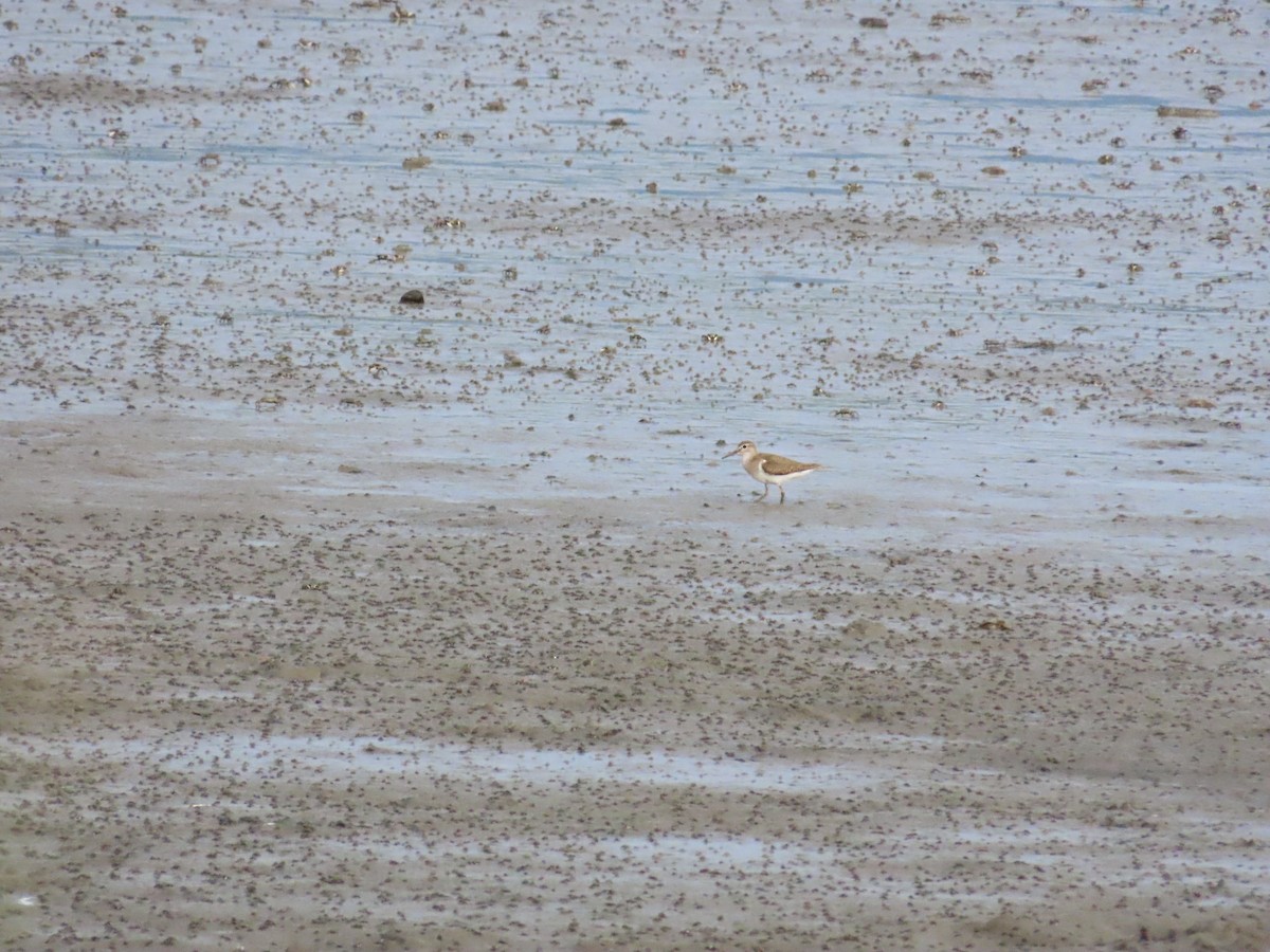 Common Sandpiper - ML622228942