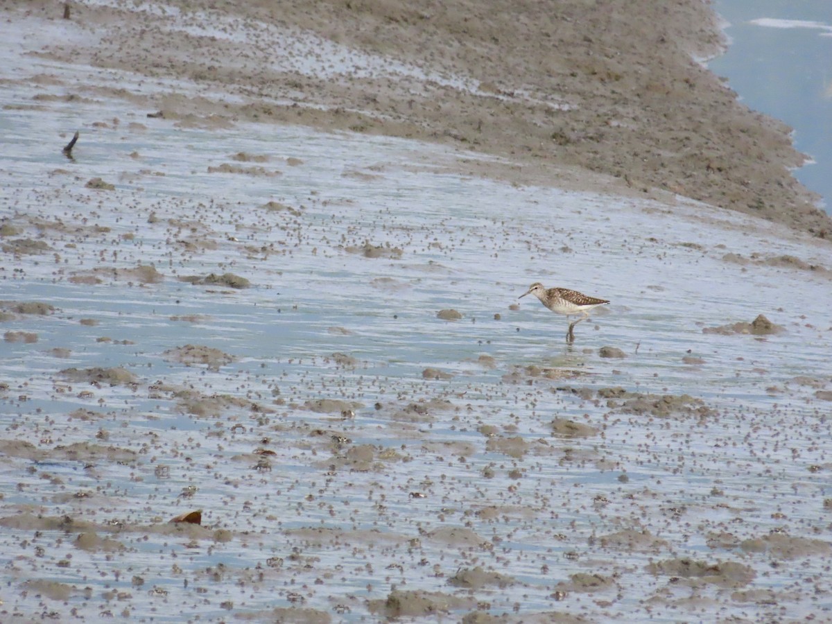 Common Sandpiper - ML622228944