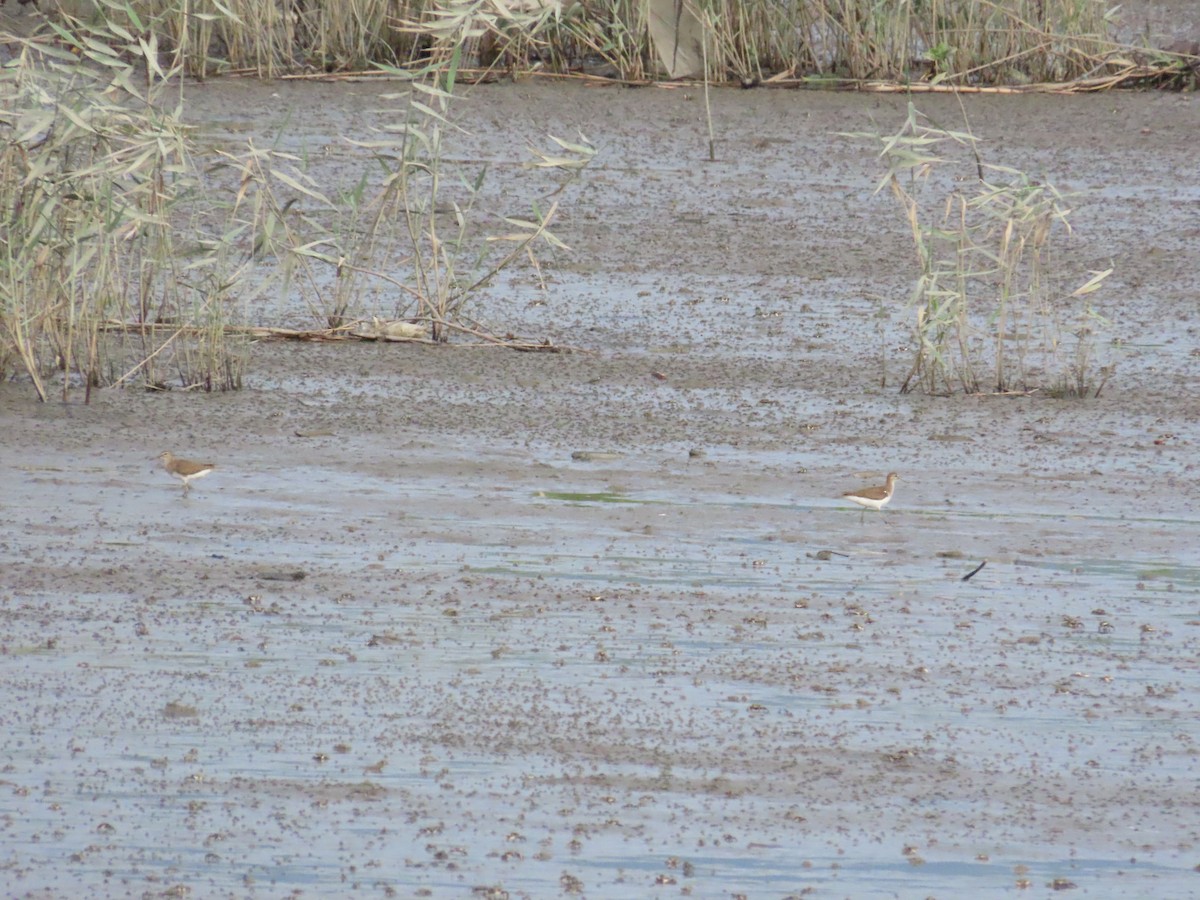 Common Sandpiper - ML622228946