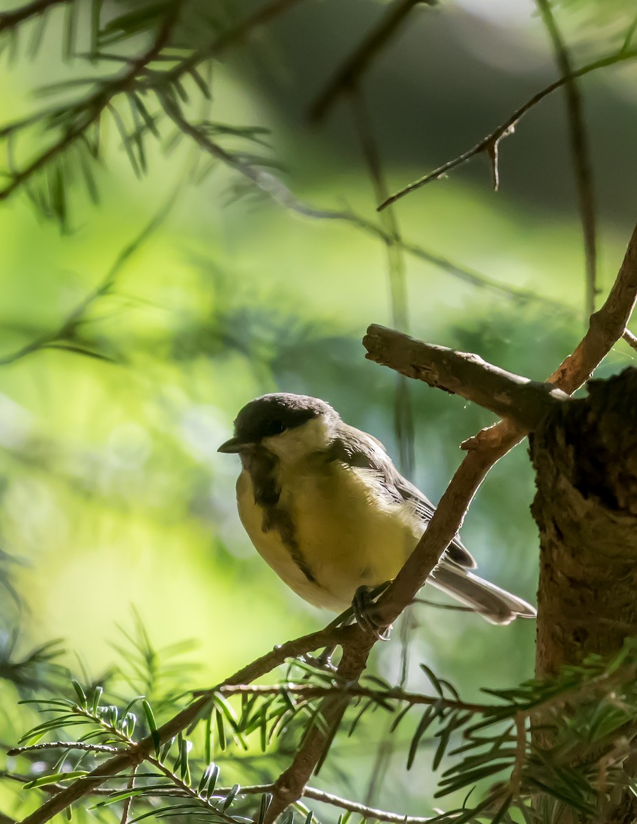 Great Tit - ML622228951