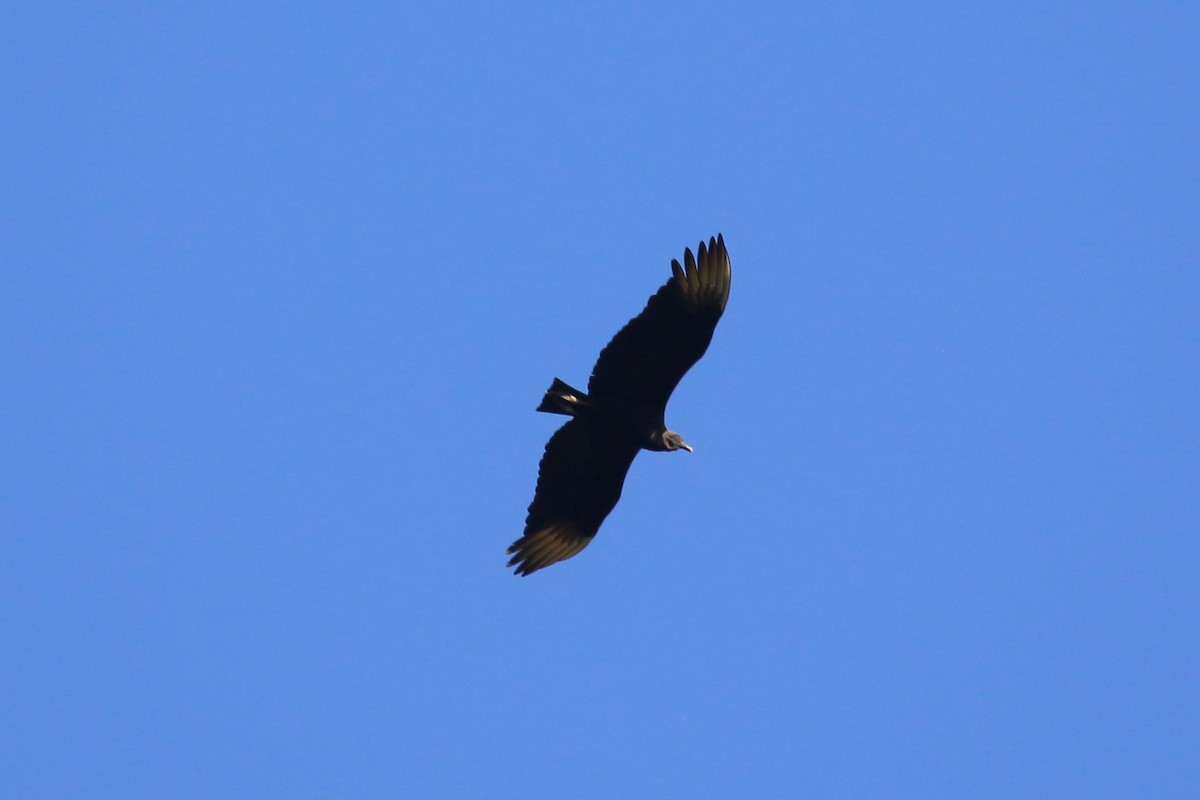 Black Vulture - ML622228956