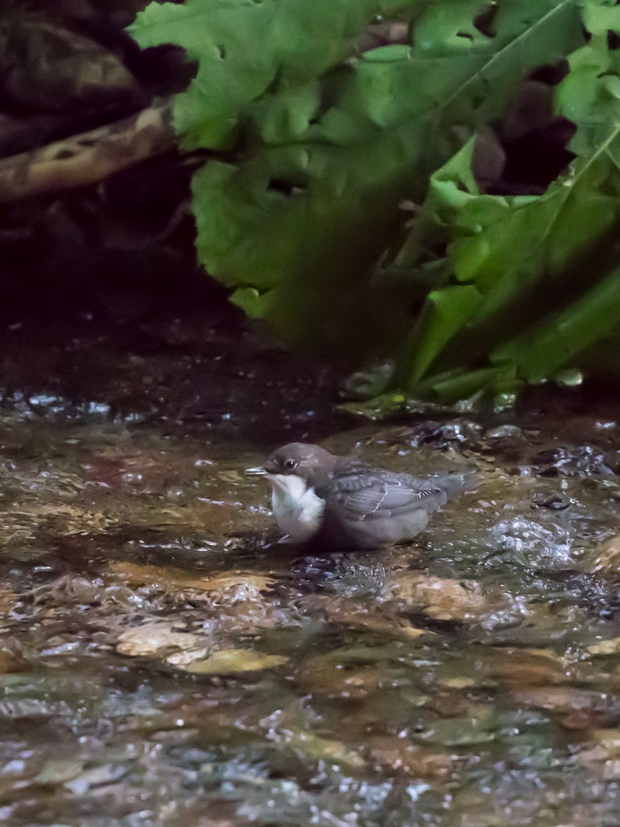 White-throated Dipper - ML622228957