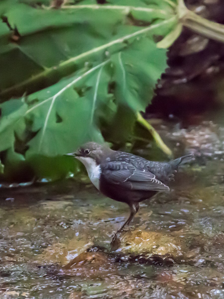 White-throated Dipper - ML622228958