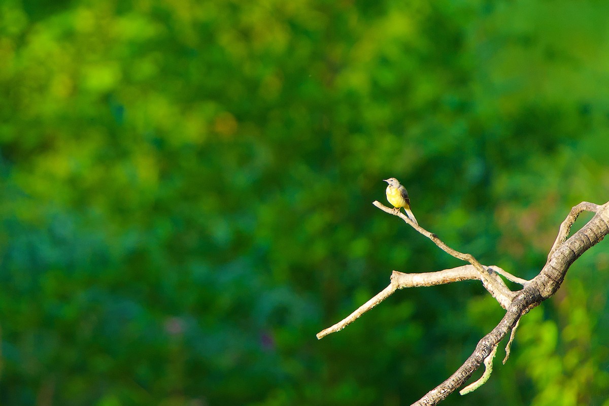 Gray Wagtail - Willem Van Bergen