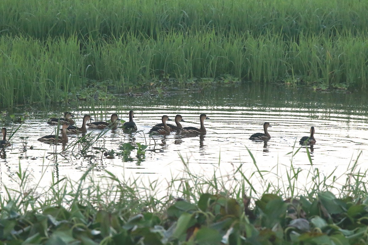 Wandering Whistling-Duck - ML622228961