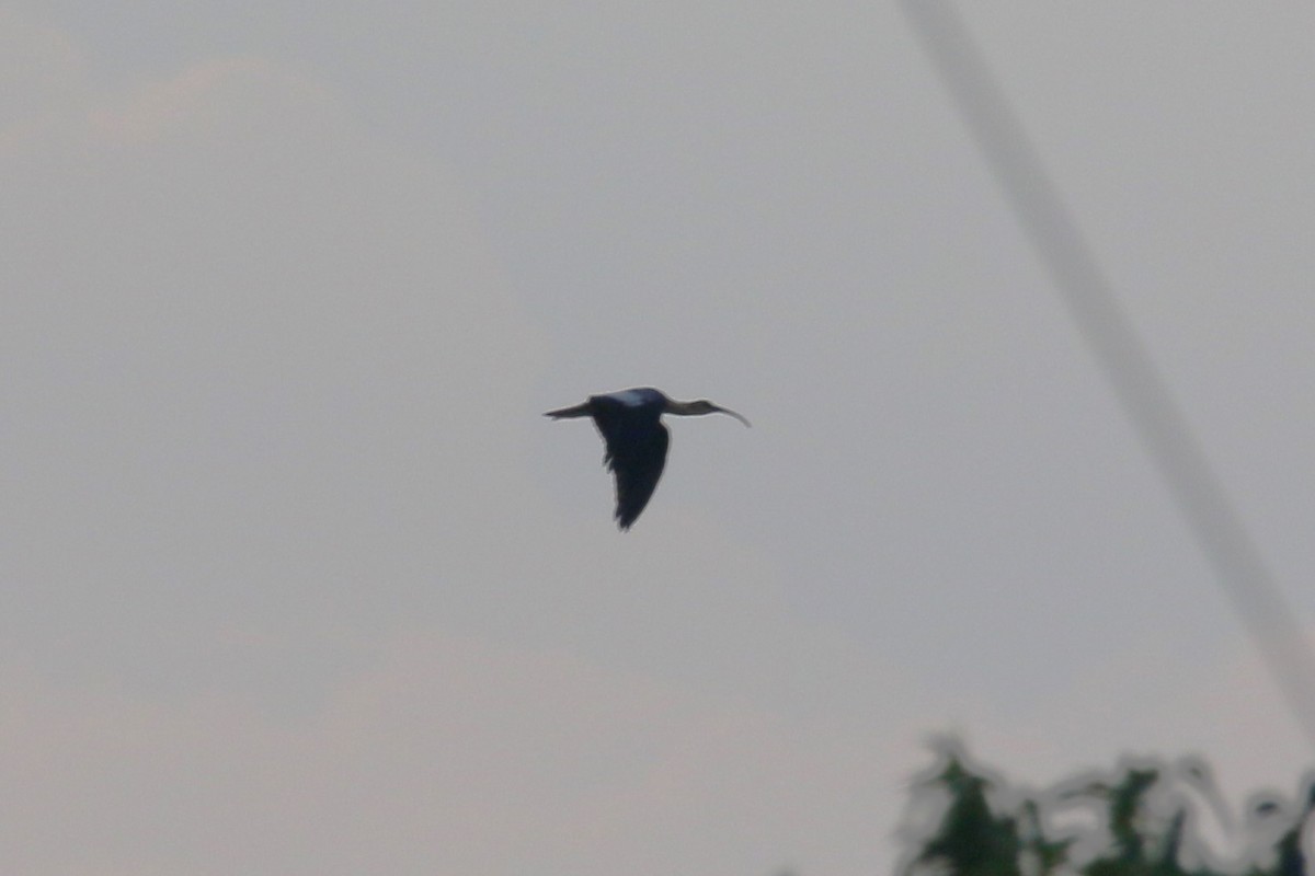 Buff-necked Ibis - ML622228962