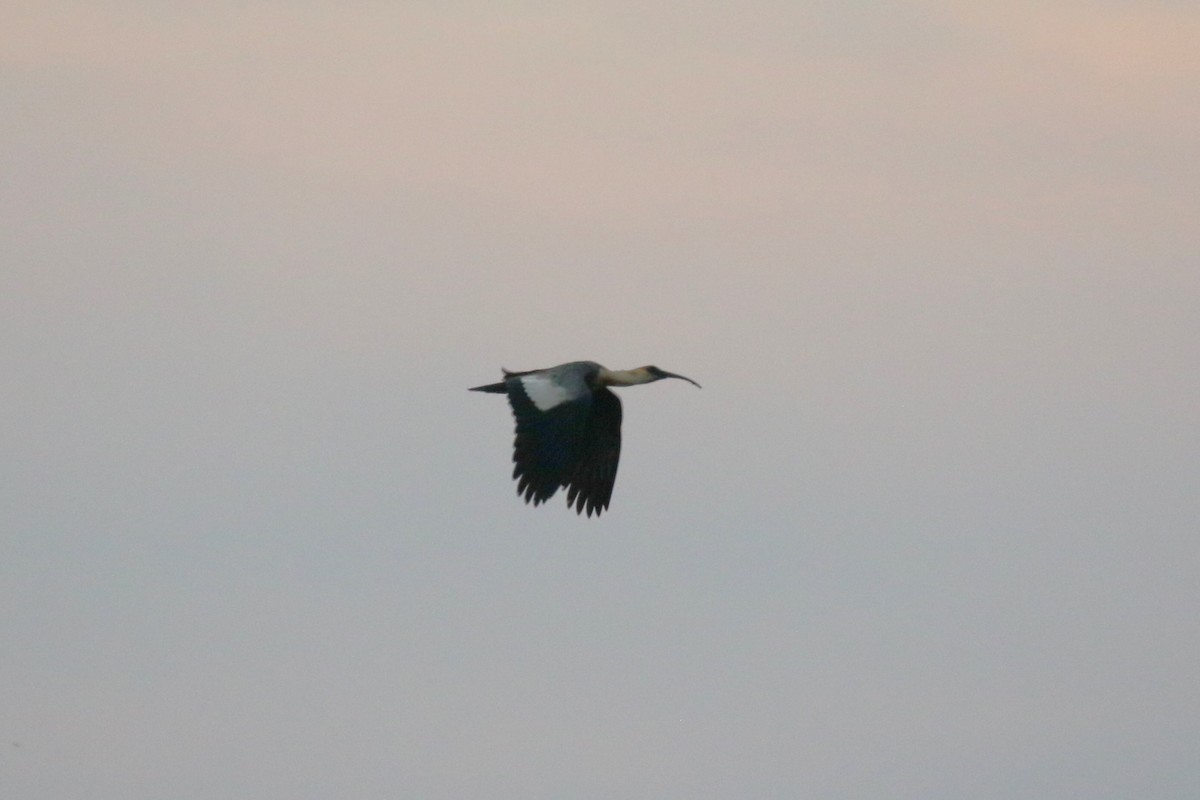 Buff-necked Ibis - ML622228963