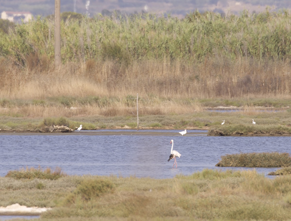 Greater Flamingo - ML622228964