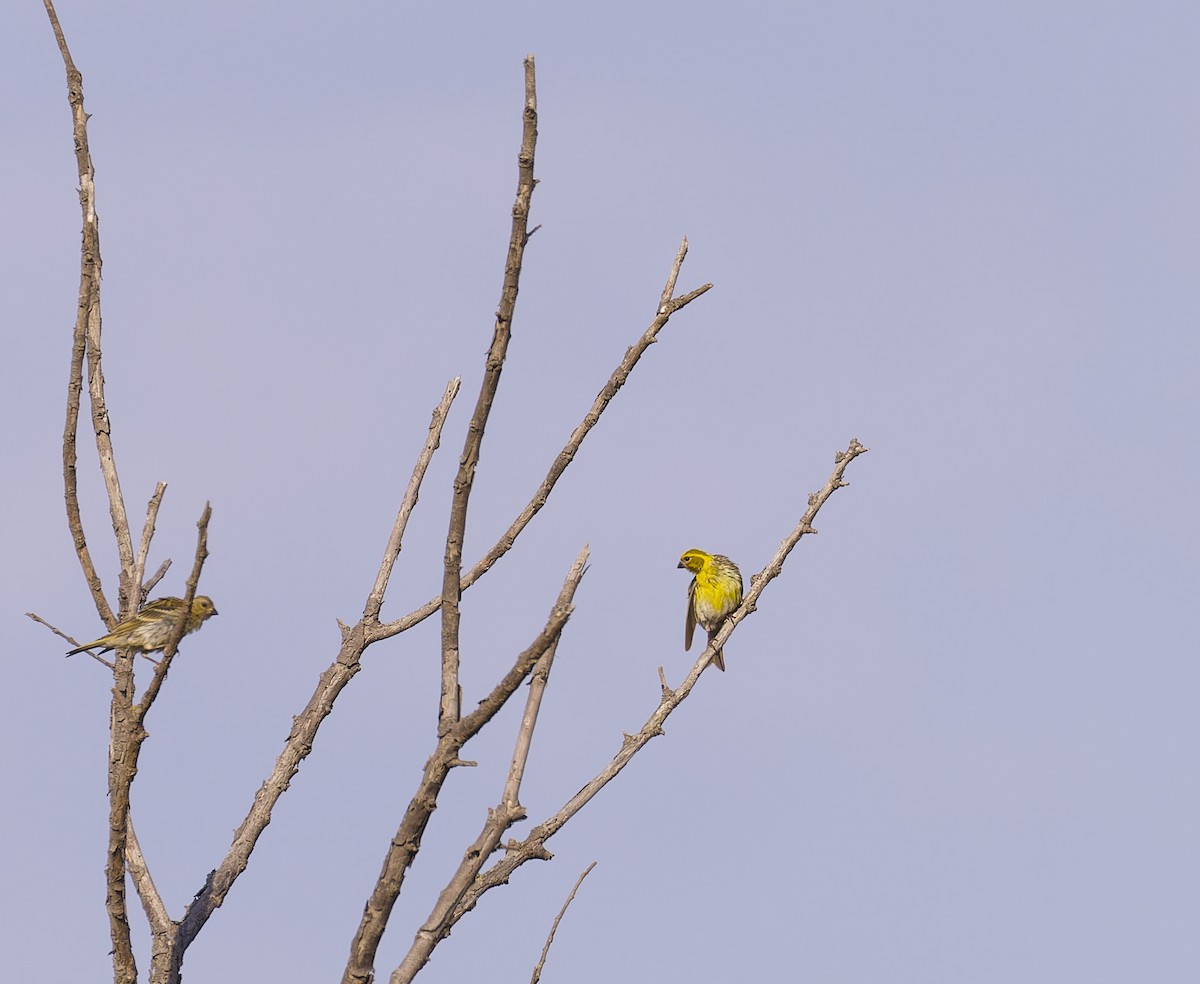 European Serin - ML622228965