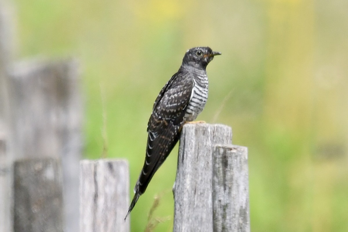 Common Cuckoo - ML622228966