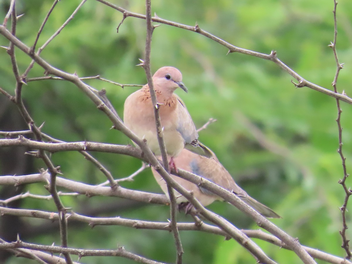 Laughing Dove - ML622228967