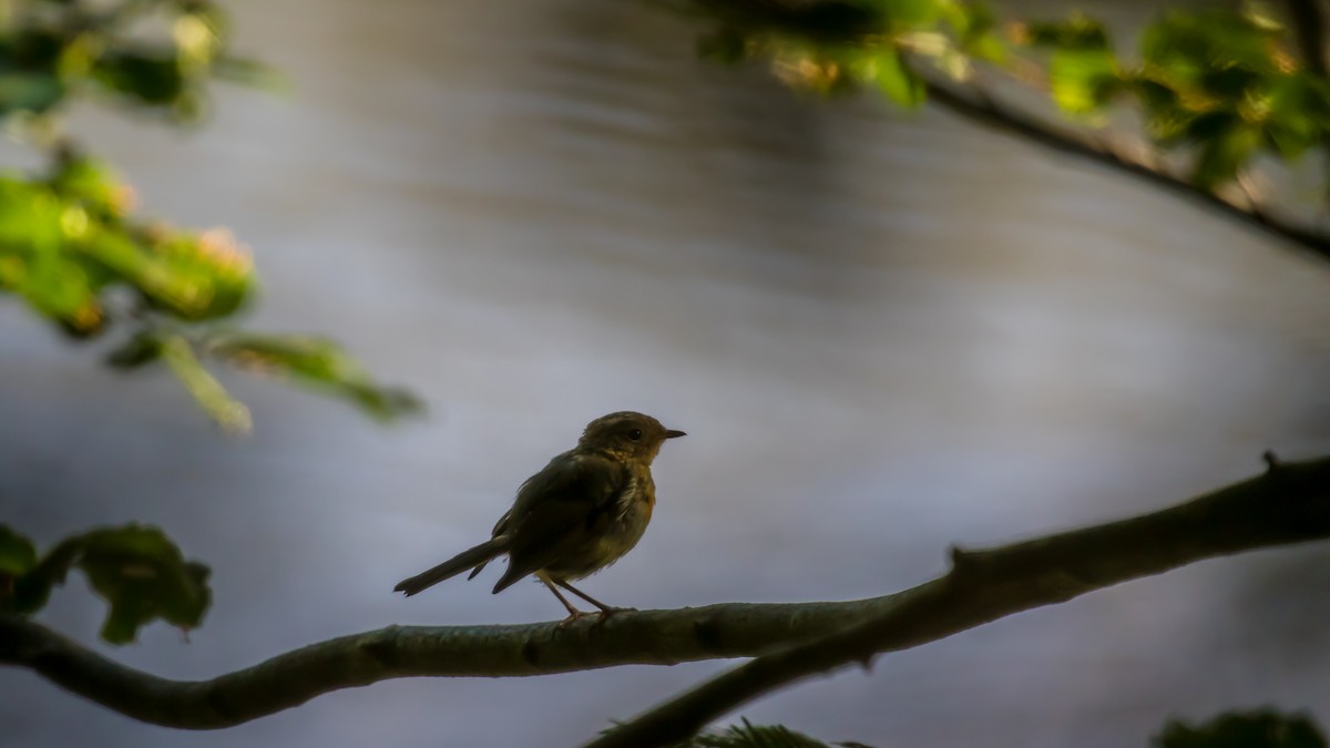 European Robin - ML622228968