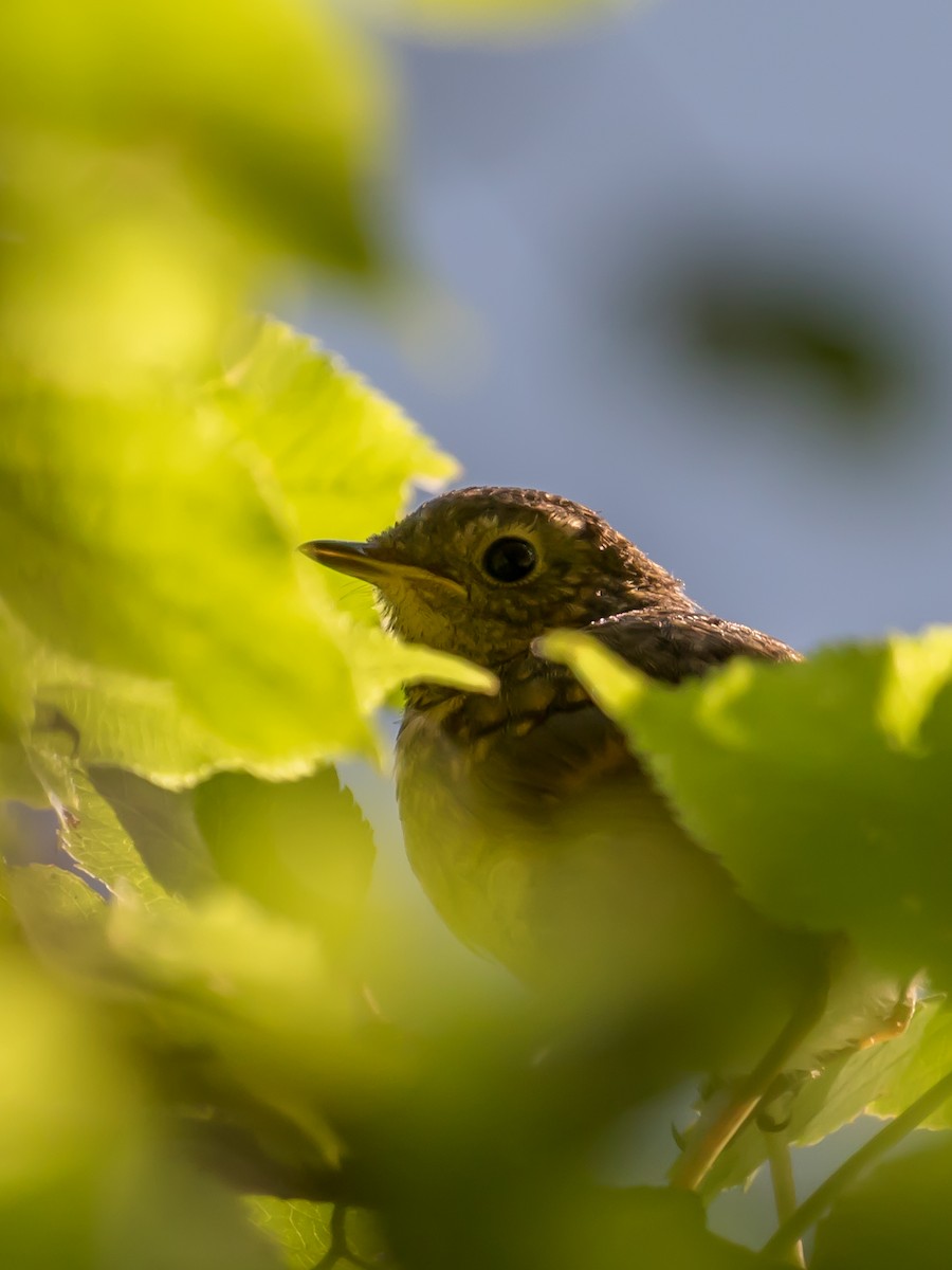 European Robin - ML622228969