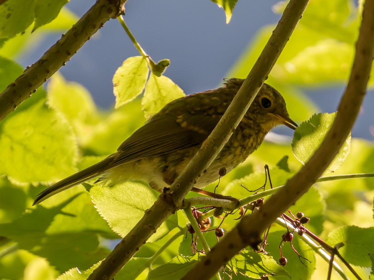 European Robin - ML622228971