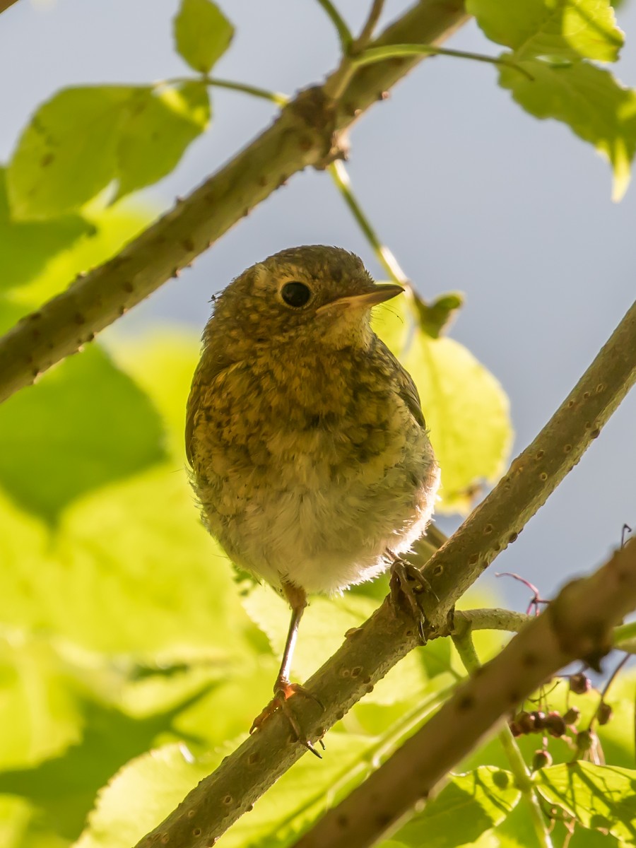 European Robin - ML622228972