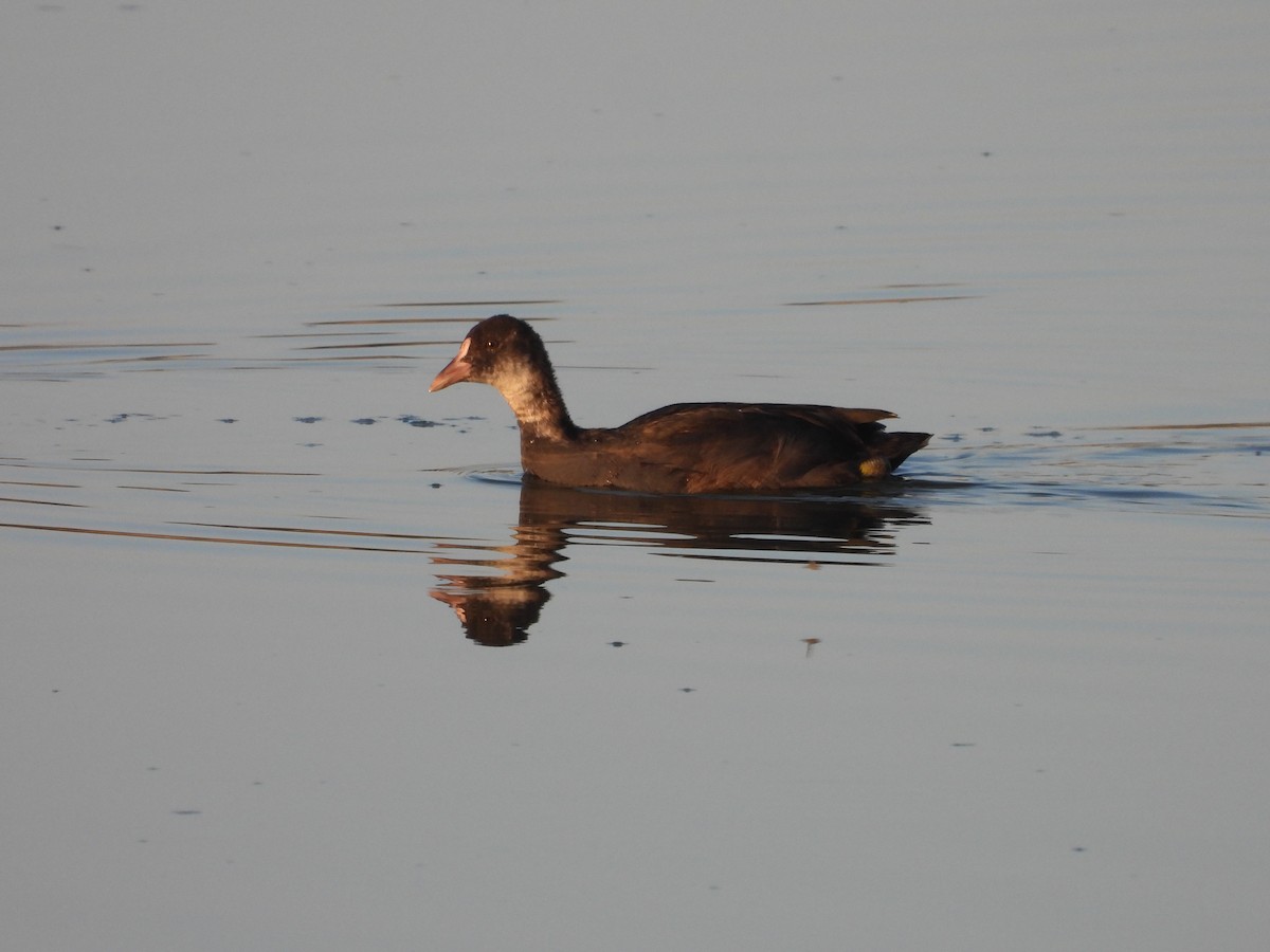 Eurasian Coot - ML622228973