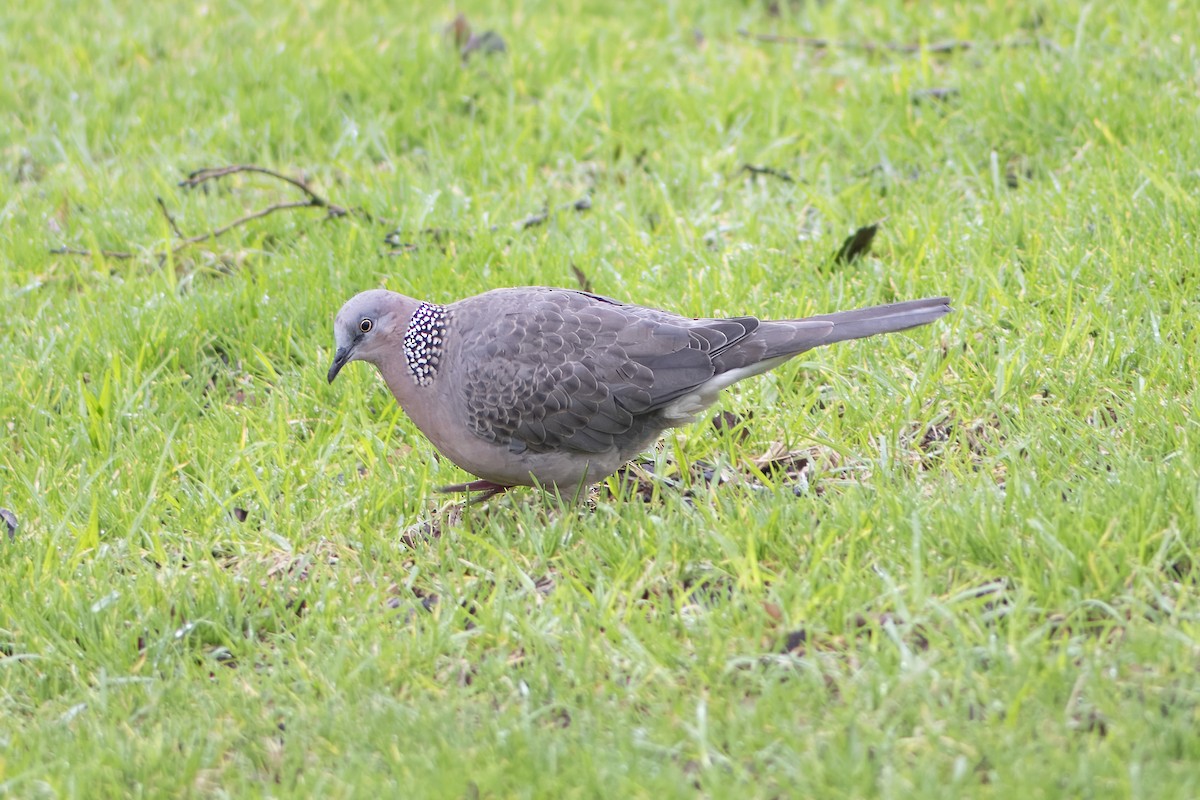 Spotted Dove - ML622228974