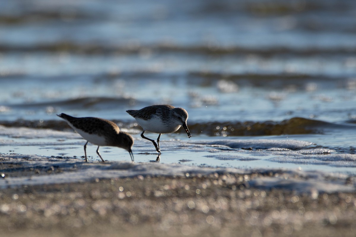 Western Sandpiper - Yoon Lee