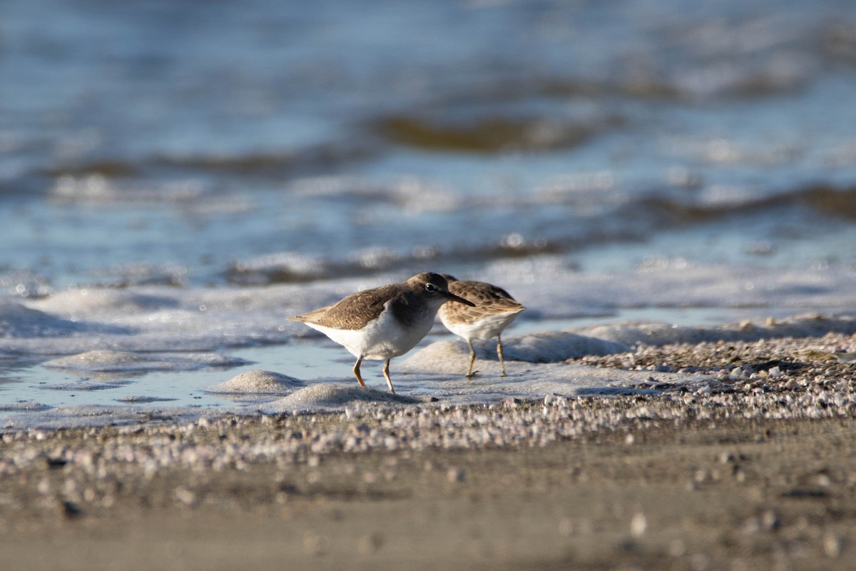 Western Sandpiper - ML622229086