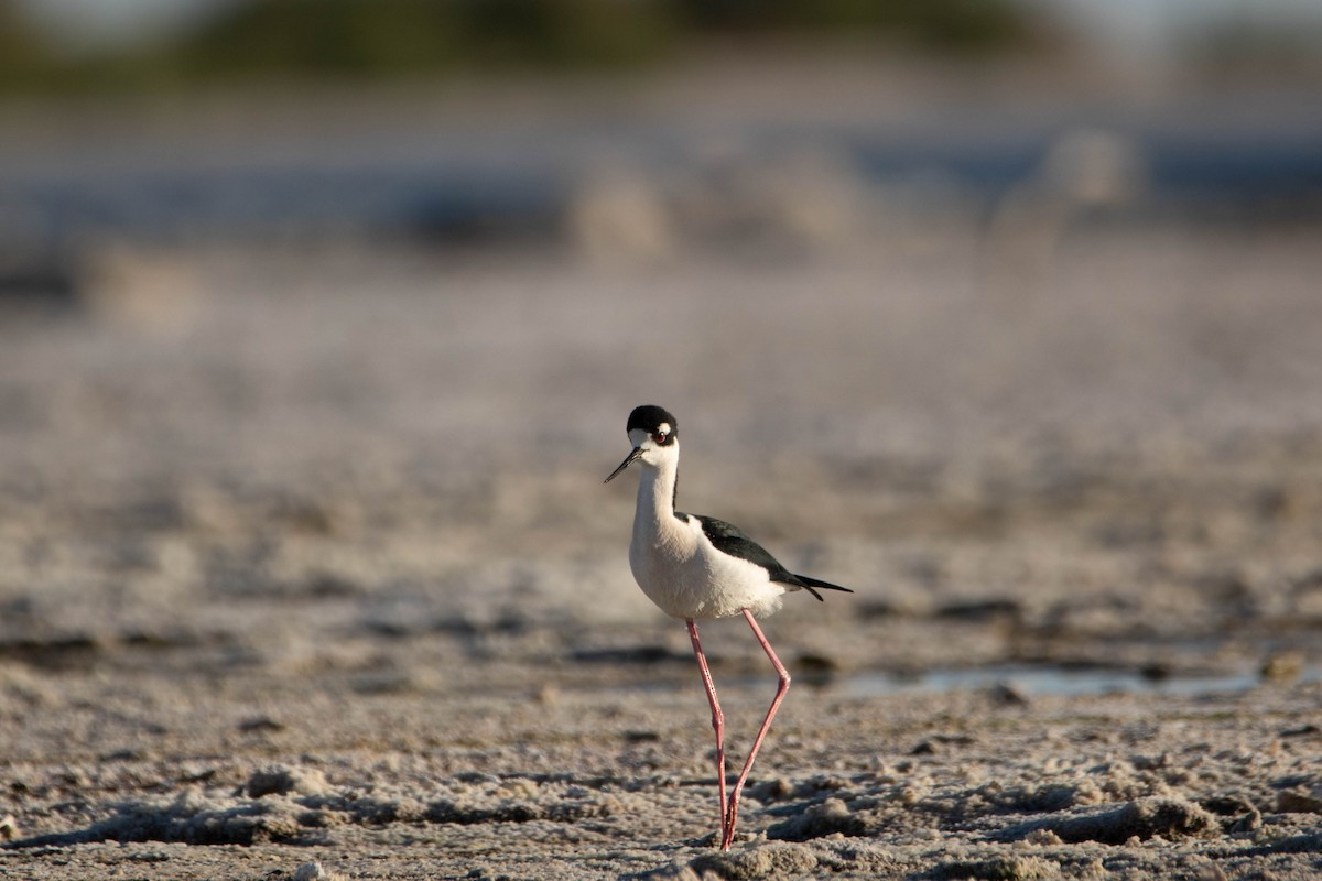 Black-necked Stilt - ML622229091