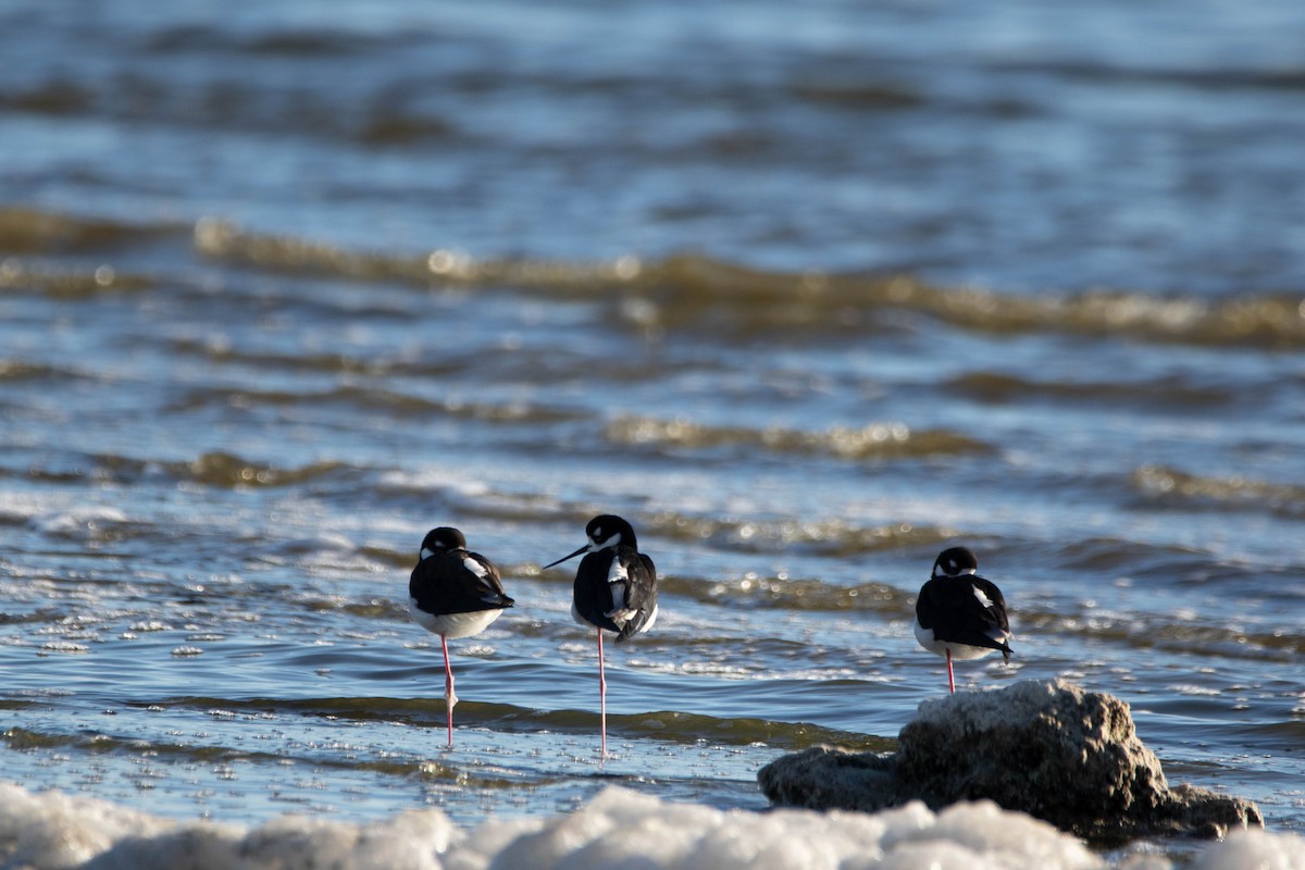 Black-necked Stilt - ML622229092