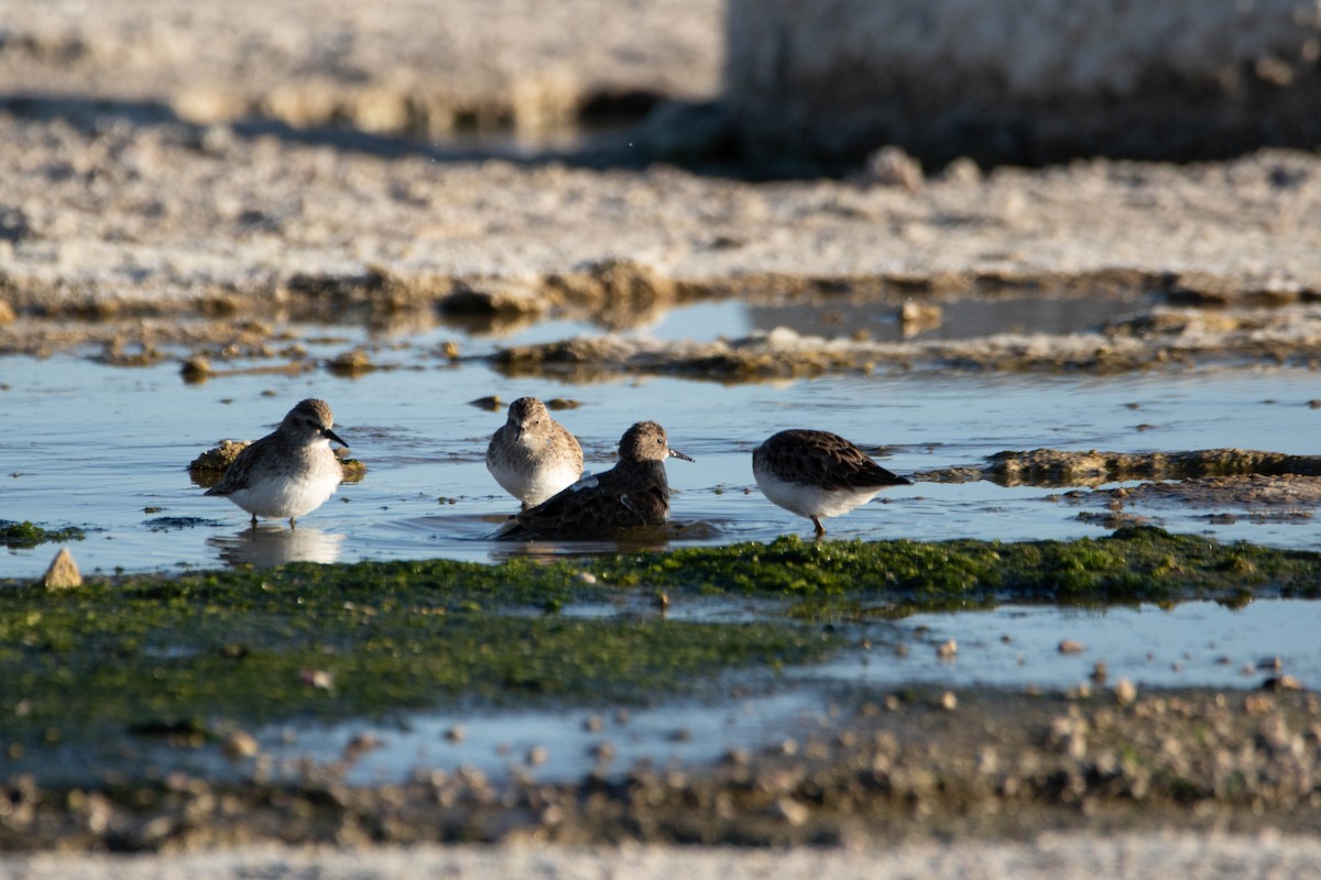 Least Sandpiper - Yoon Lee