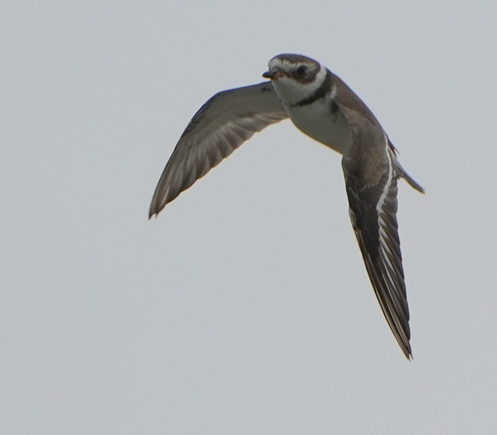 Semipalmated Plover - ML622229155