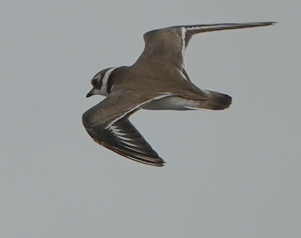 Semipalmated Plover - ML622229158