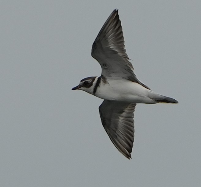 Semipalmated Plover - ML622229160