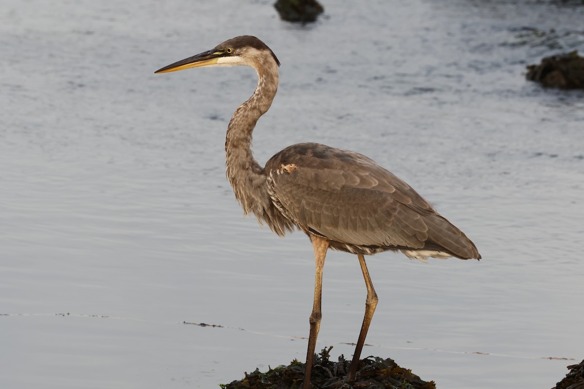 Great Blue Heron - ML622229182