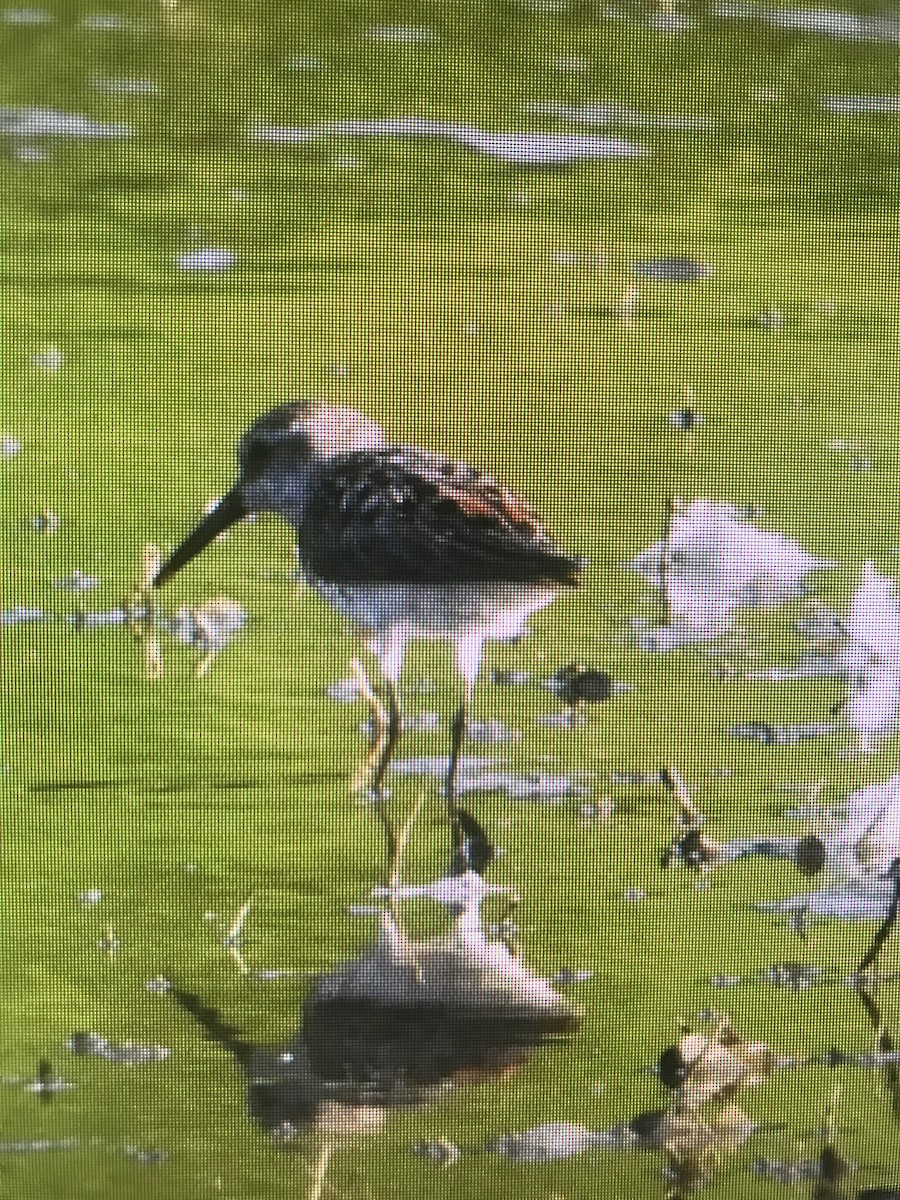 Western Sandpiper - ML622229204