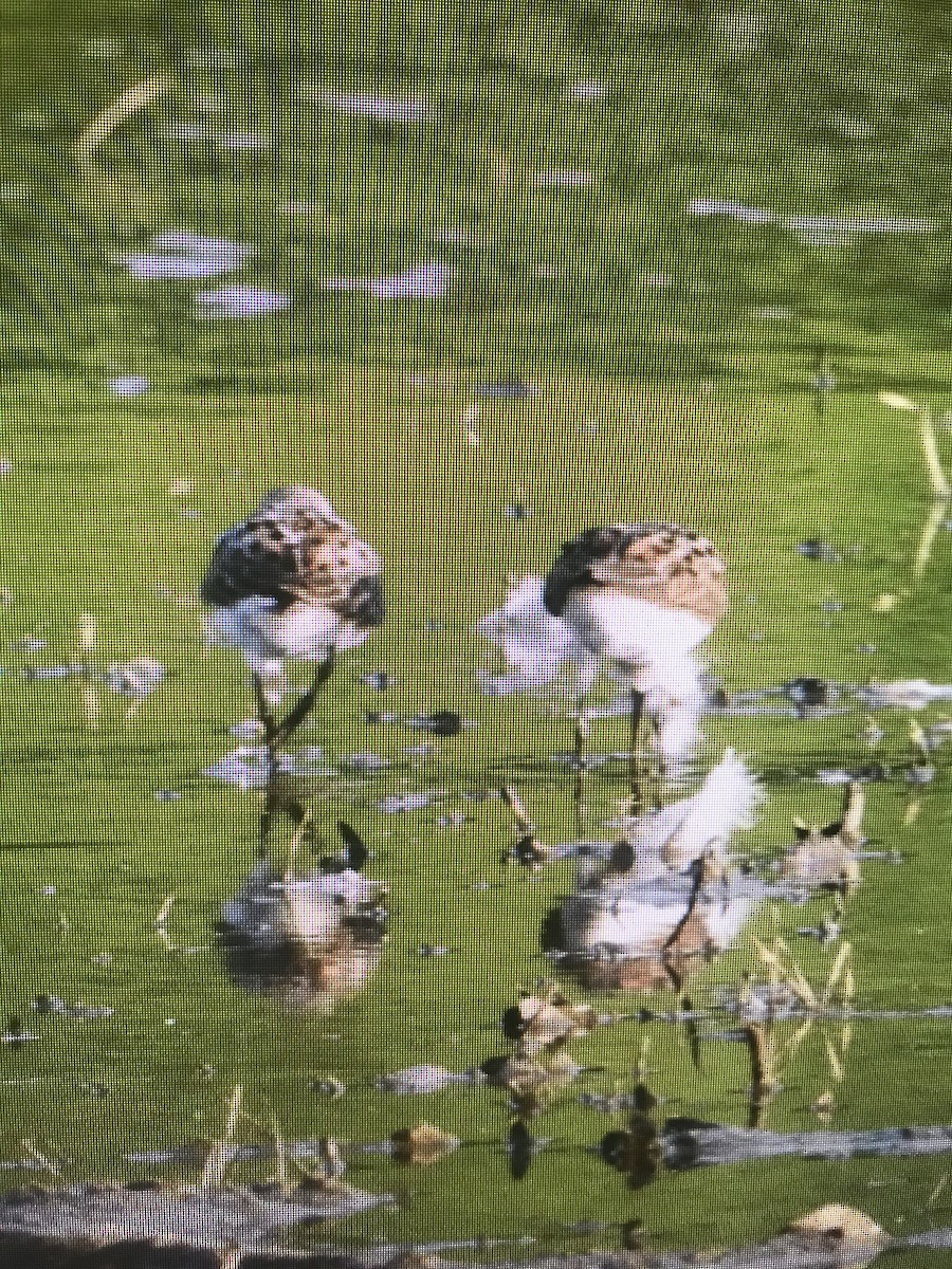 Western Sandpiper - ML622229205