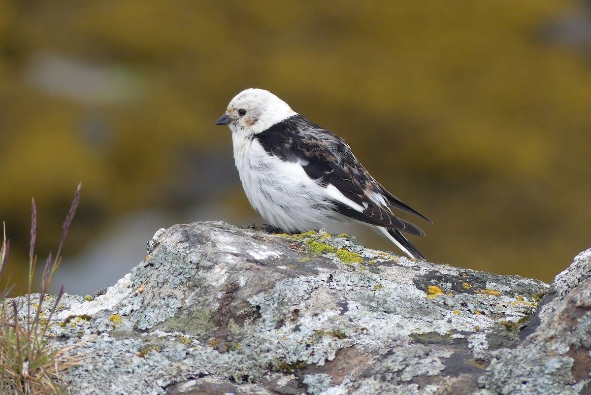 Snow Bunting - ML62222921