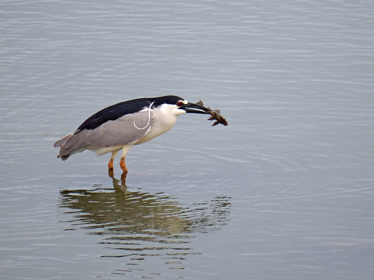 Black-crowned Night Heron - Sergey Buben