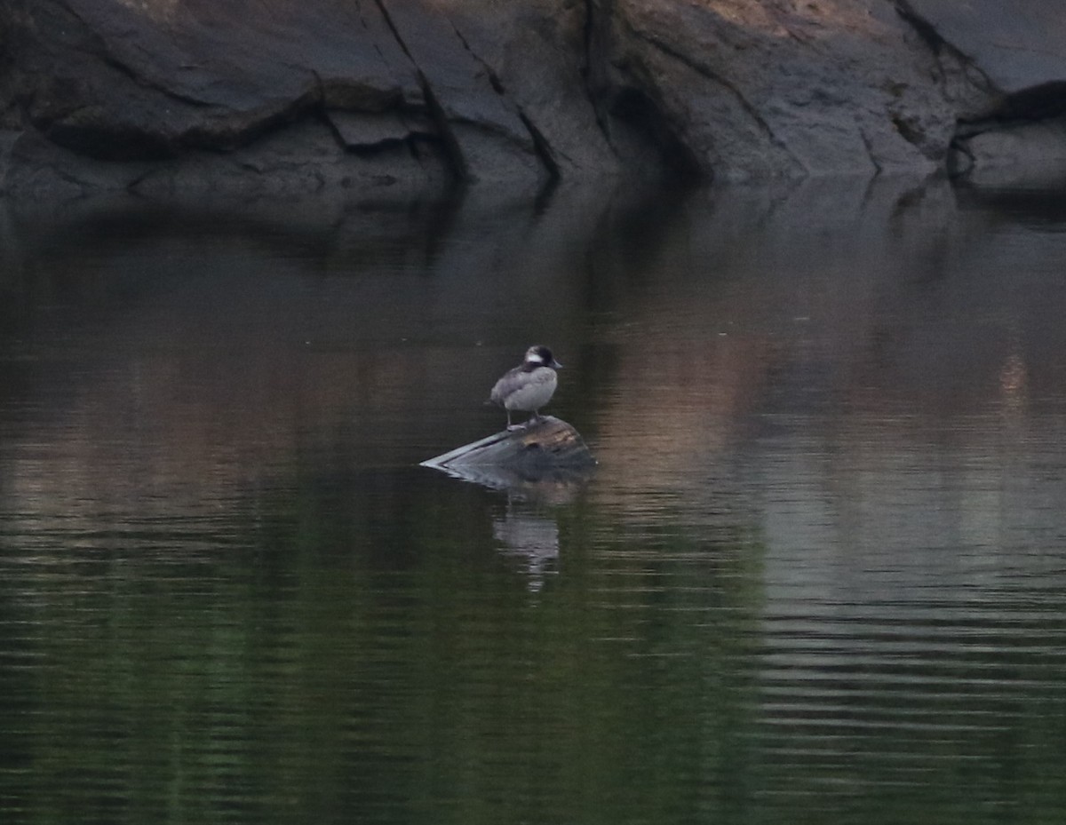 Bufflehead - ML622229287