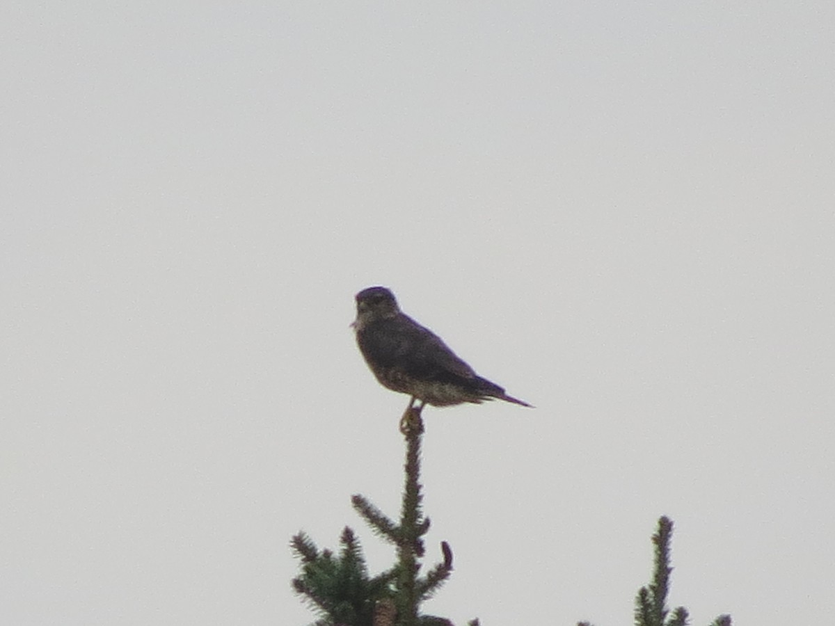 Belatz txikia - ML622229330