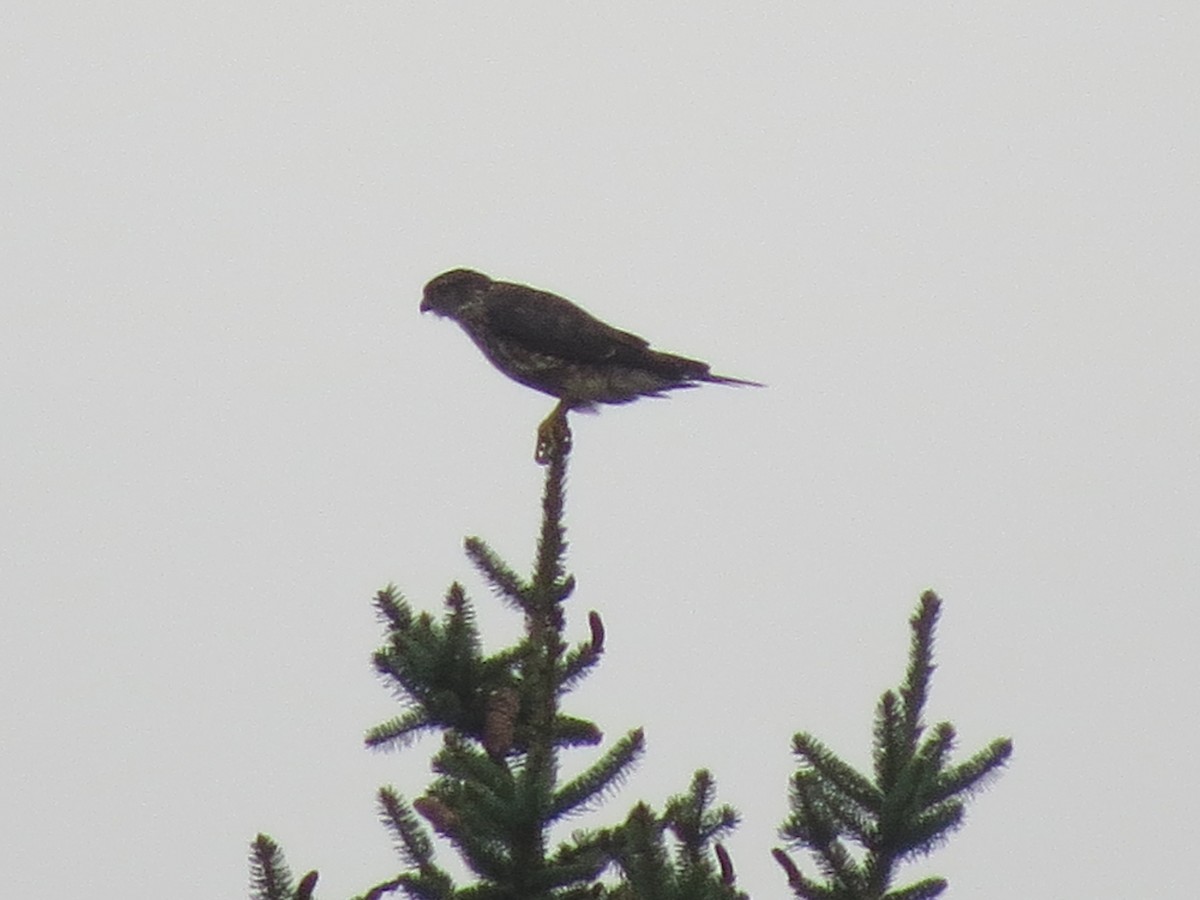 Belatz txikia - ML622229331