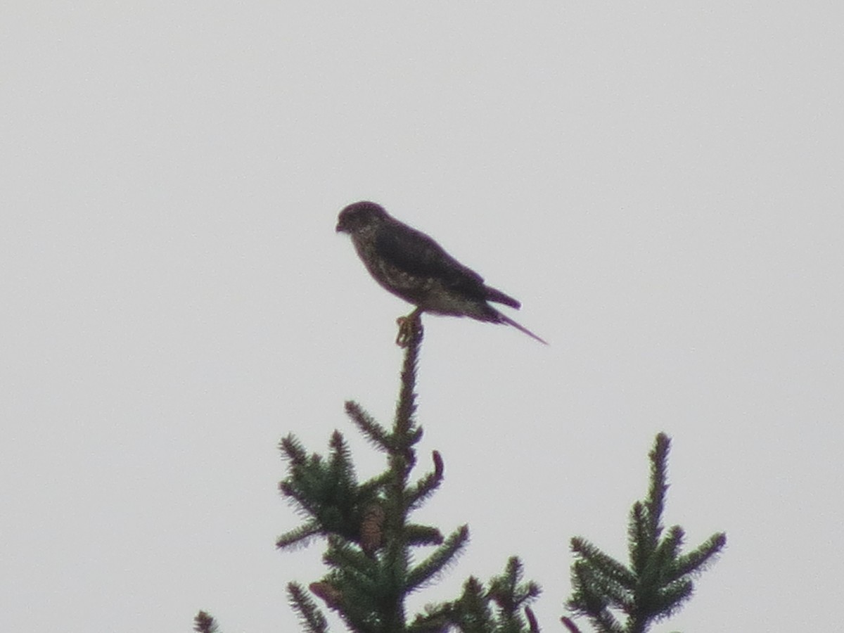 Belatz txikia - ML622229332