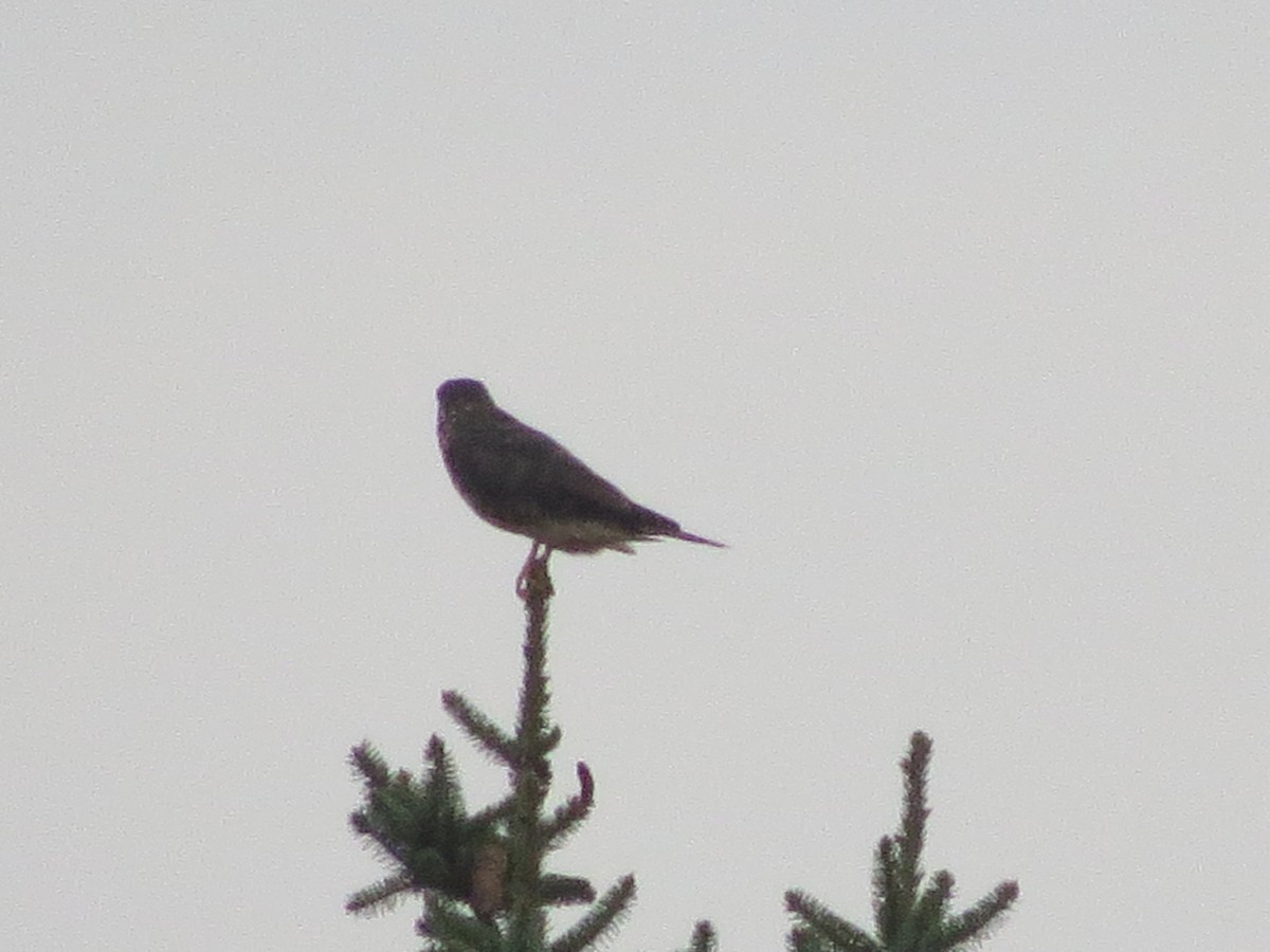 Belatz txikia - ML622229333