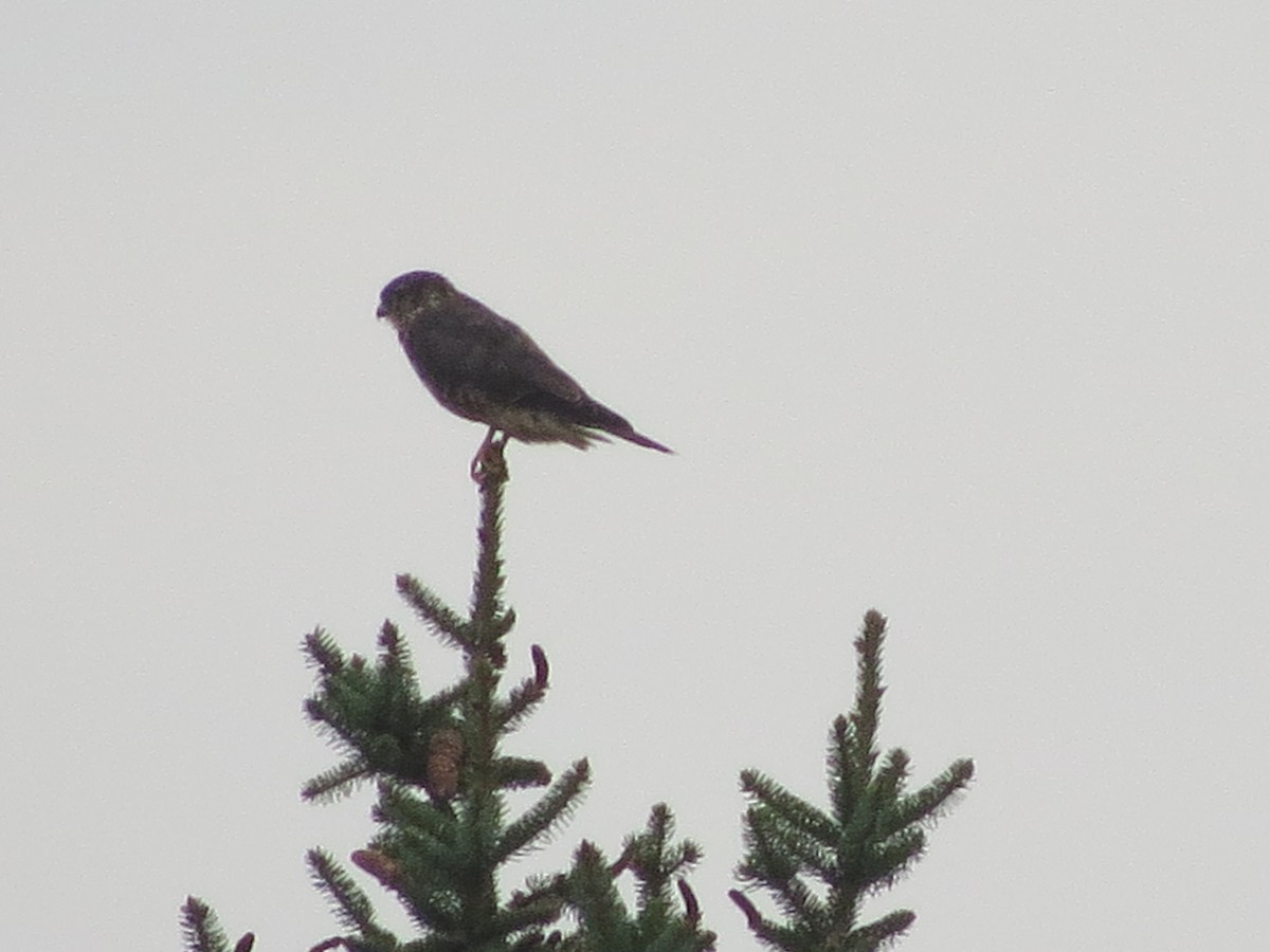 Belatz txikia - ML622229334