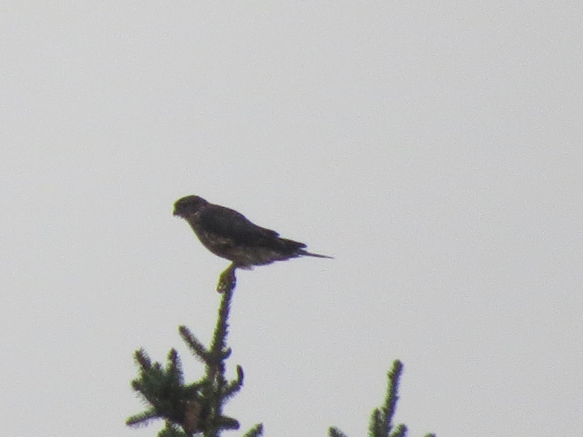 Belatz txikia - ML622229335