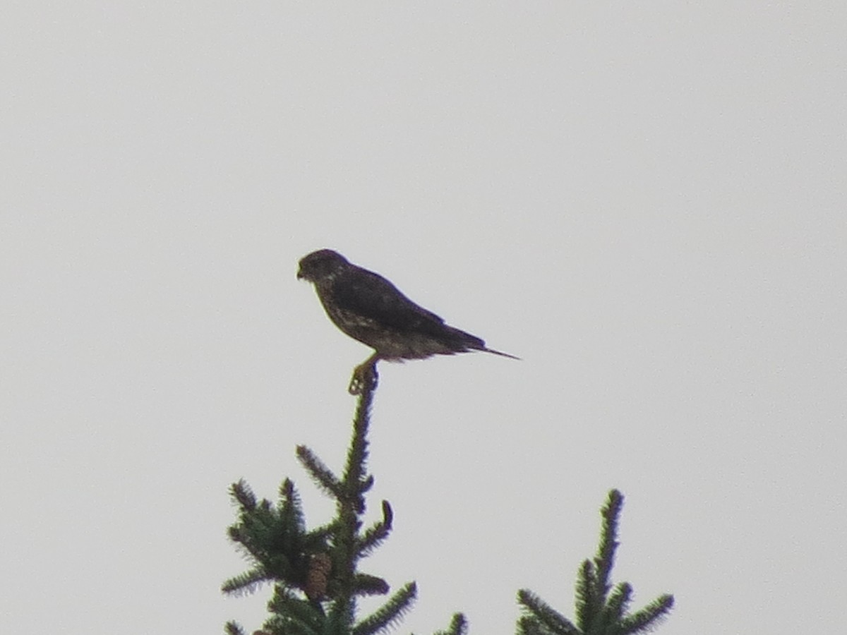 Belatz txikia - ML622229336