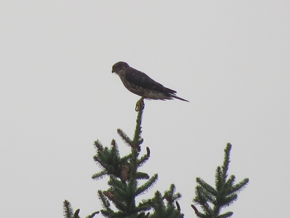 Belatz txikia - ML622229337